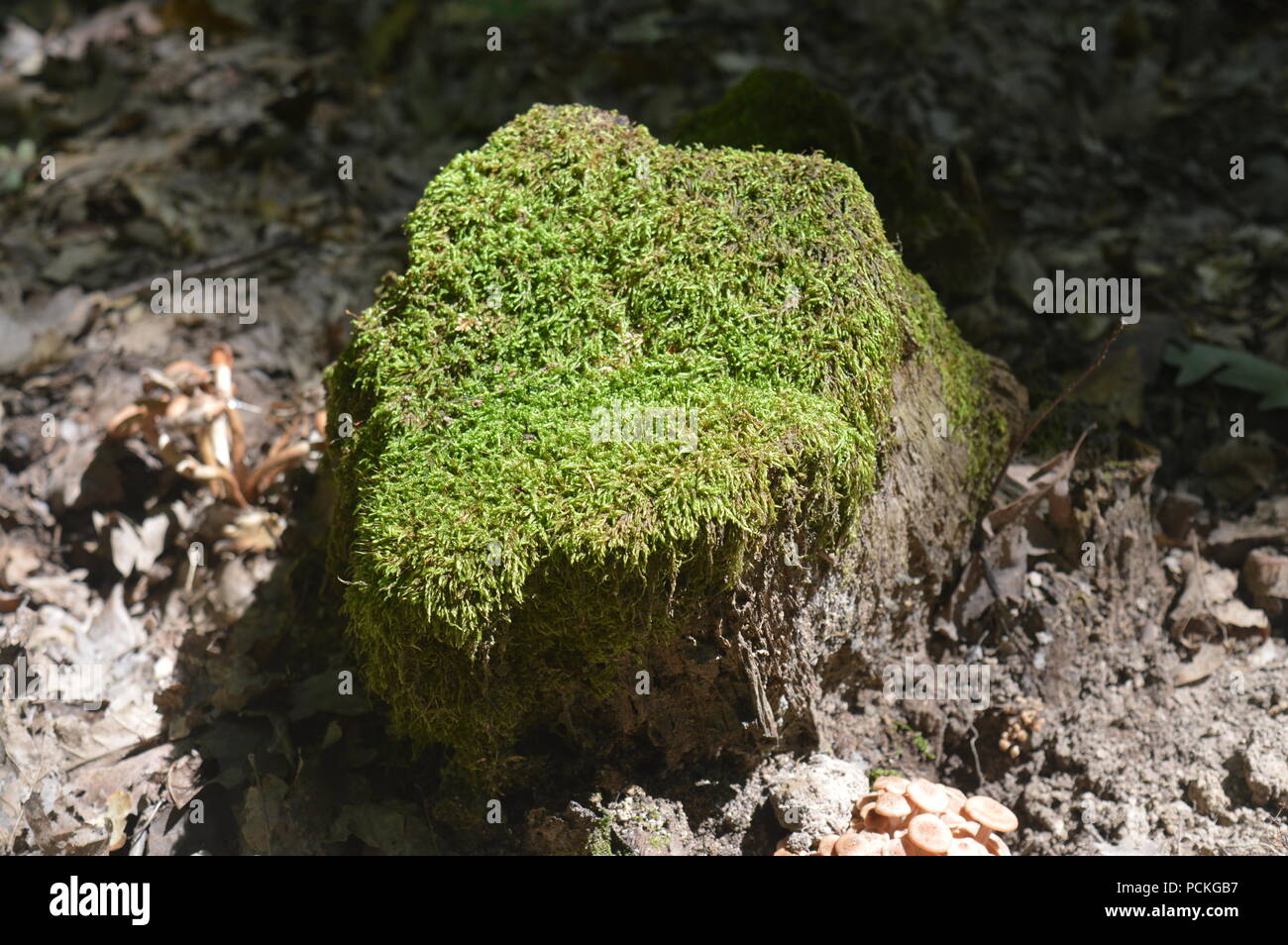 Mossy stump Stock Photo