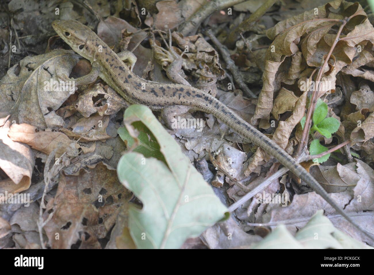 Lizard in a forest Stock Photo