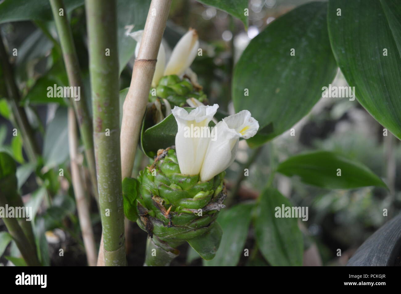 Costus plant Stock Photo