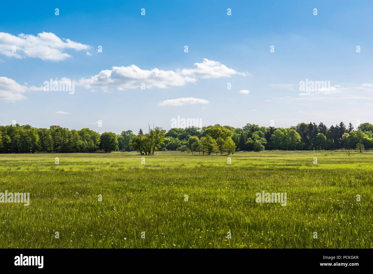 Meadow in the nature reserve Mönchbruch, Rüsselsheim am Main, Hesse, Germany Stock Photo