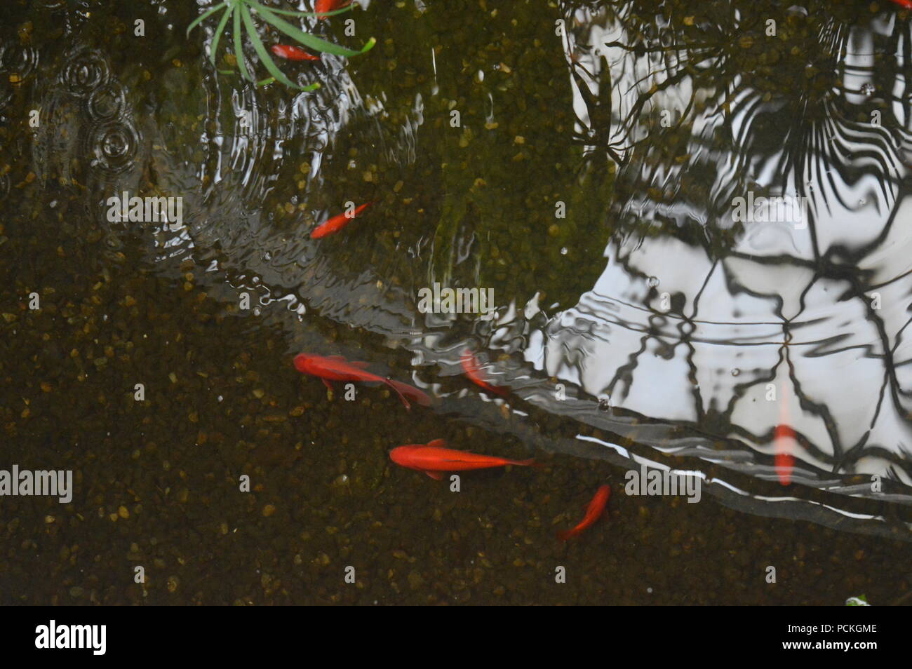 Fishpond Stock Photo