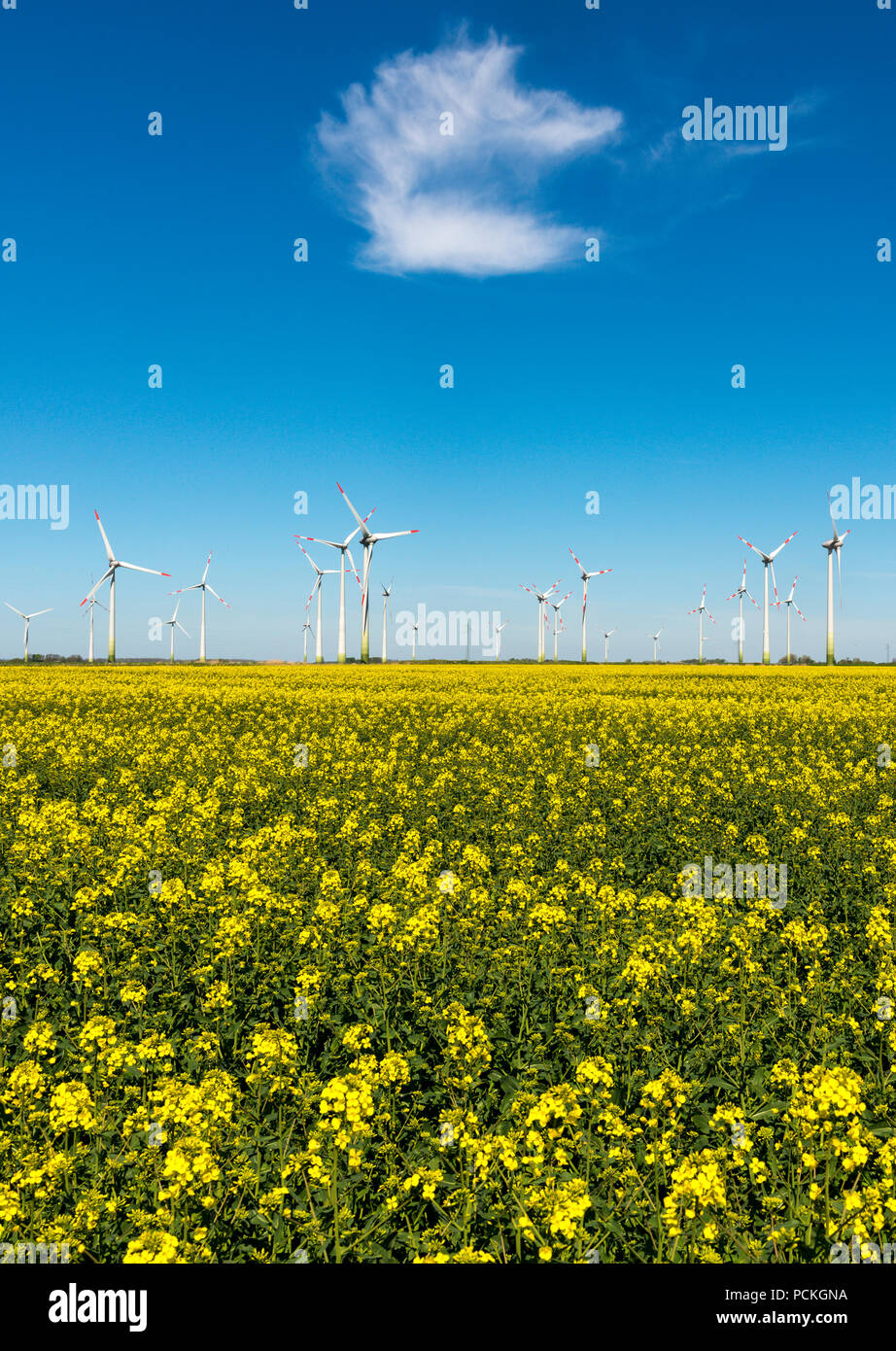 Wind turbines in rape fields in front of blue sky, Norderwoehrden, Schleswig-Holstein, Germany Stock Photo