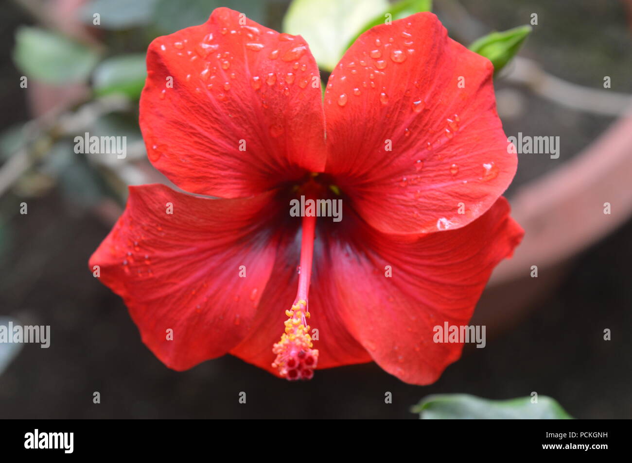 Hawaiian hibiscus Stock Photo