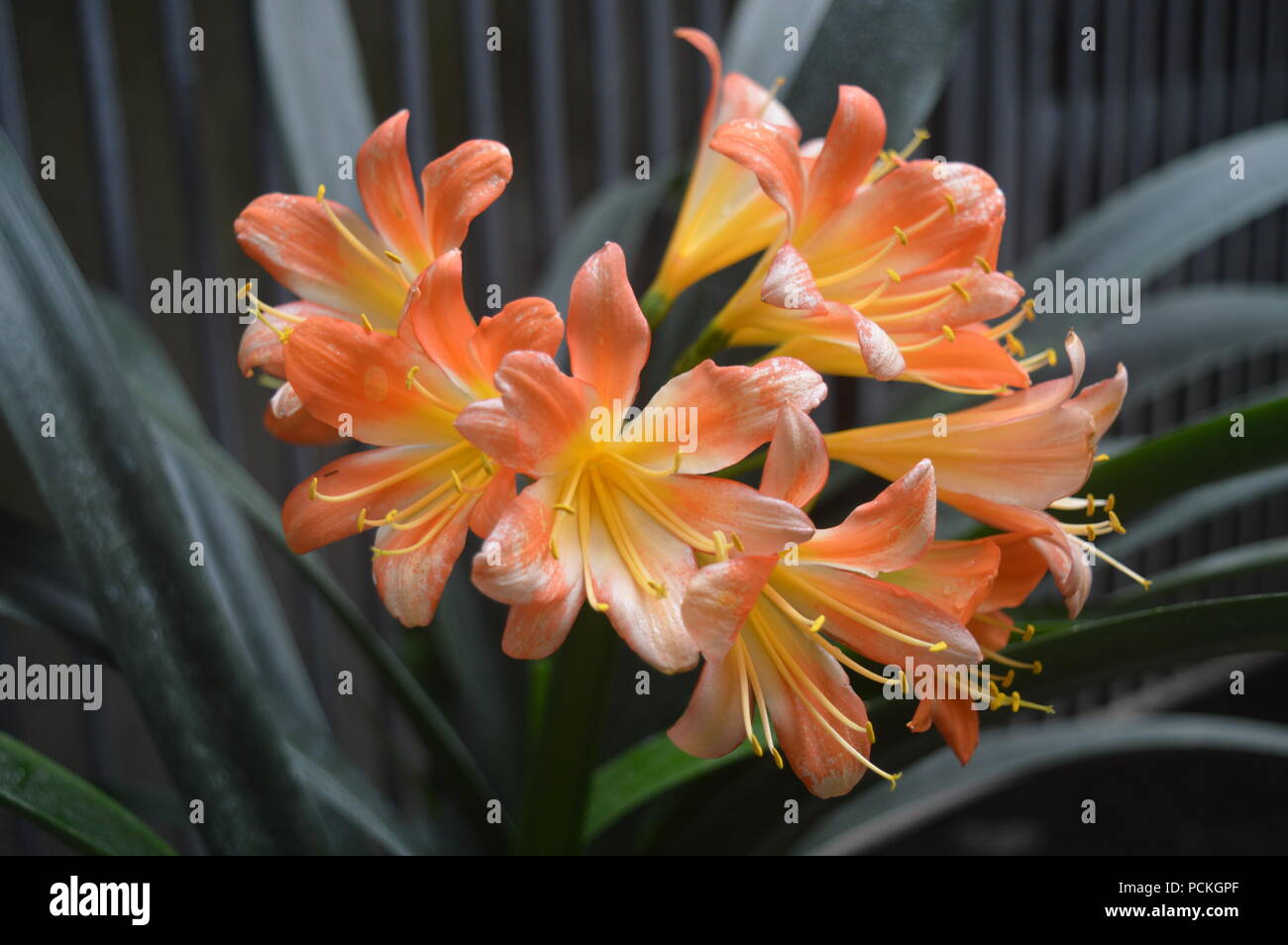 Clivia miniata lily Stock Photo