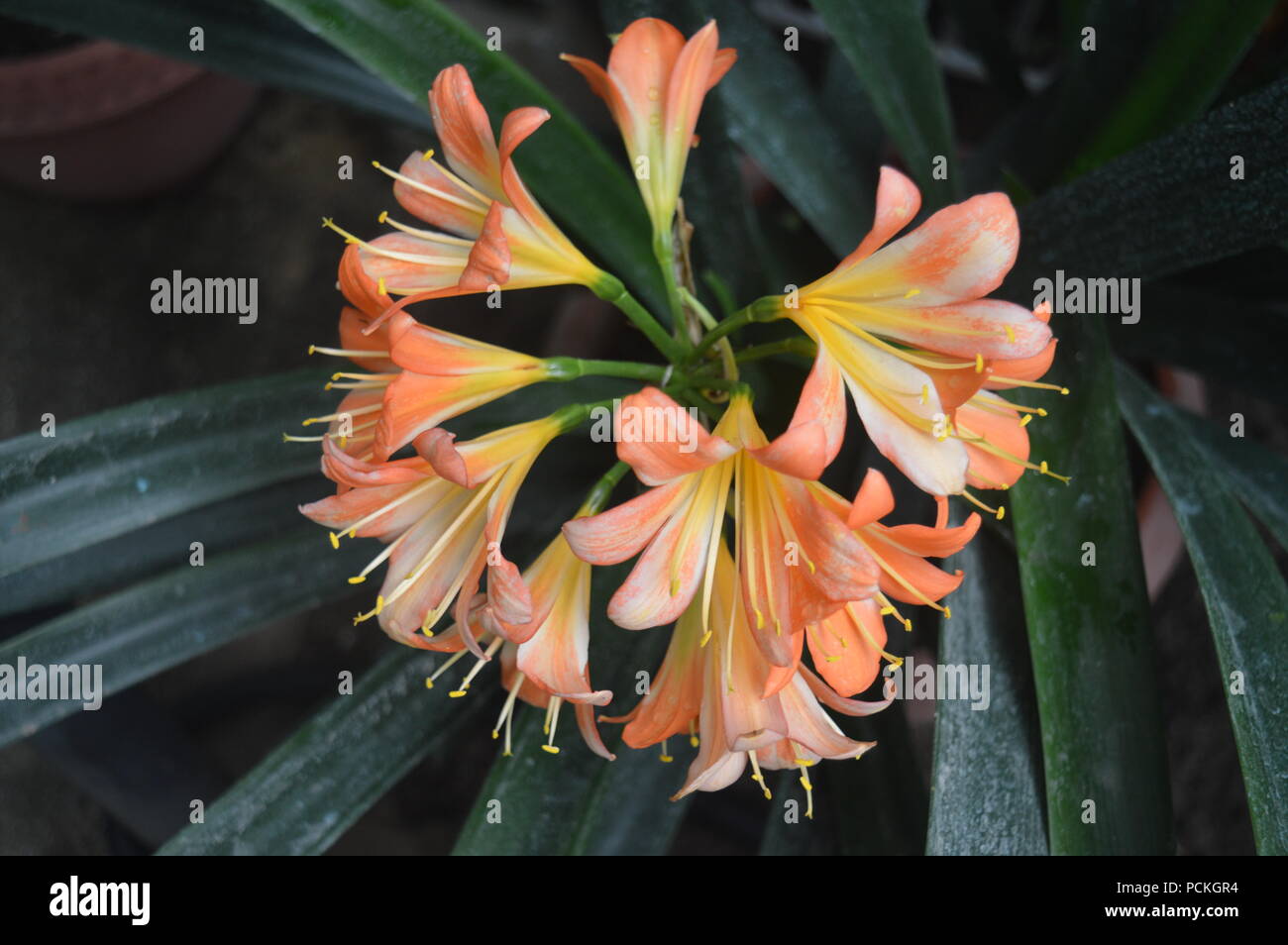 Clivia miniata lily Stock Photo