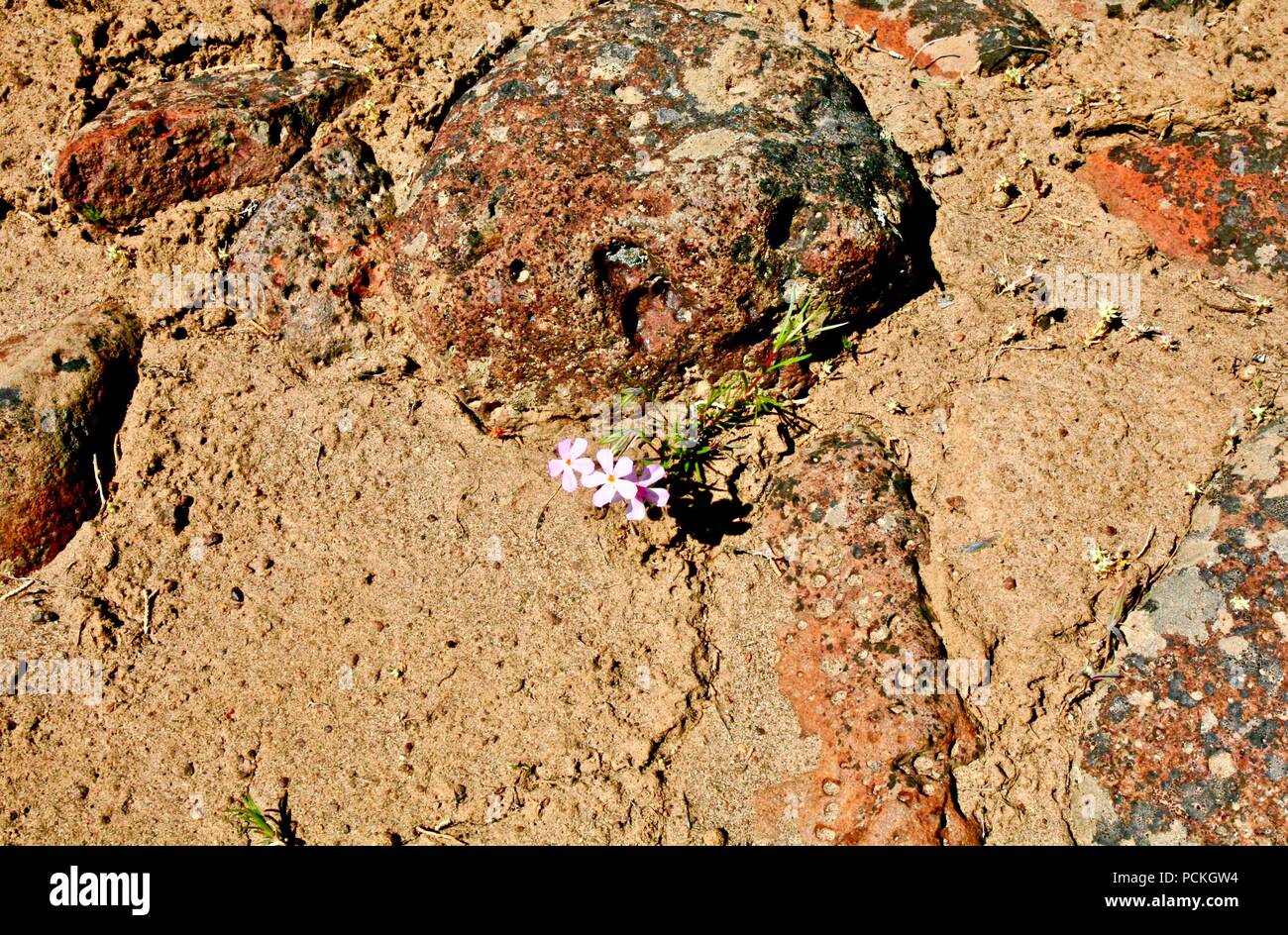 pink wildflowers in desert with rocks Stock Photo