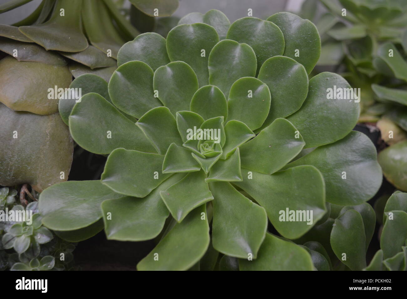 Echeveria elegans Stock Photo