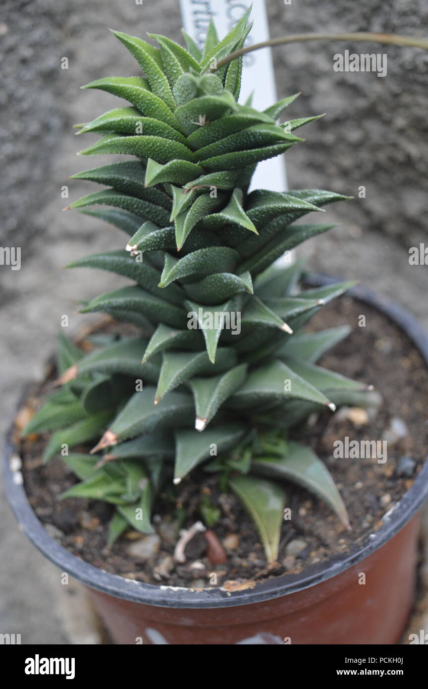 Aloe Mitriformis Stock Photo