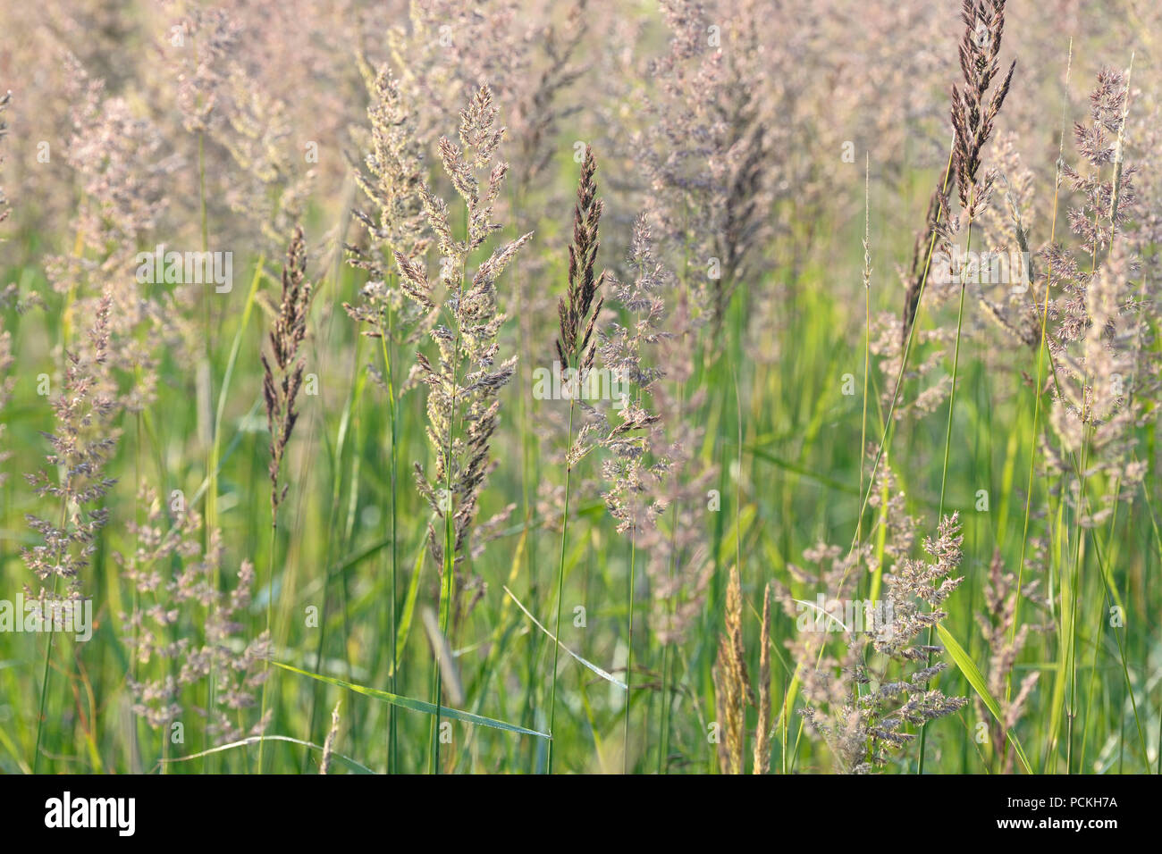 Blooming True grasses (Poaceae), North Rhine-Westphalia, Germany Stock Photo
