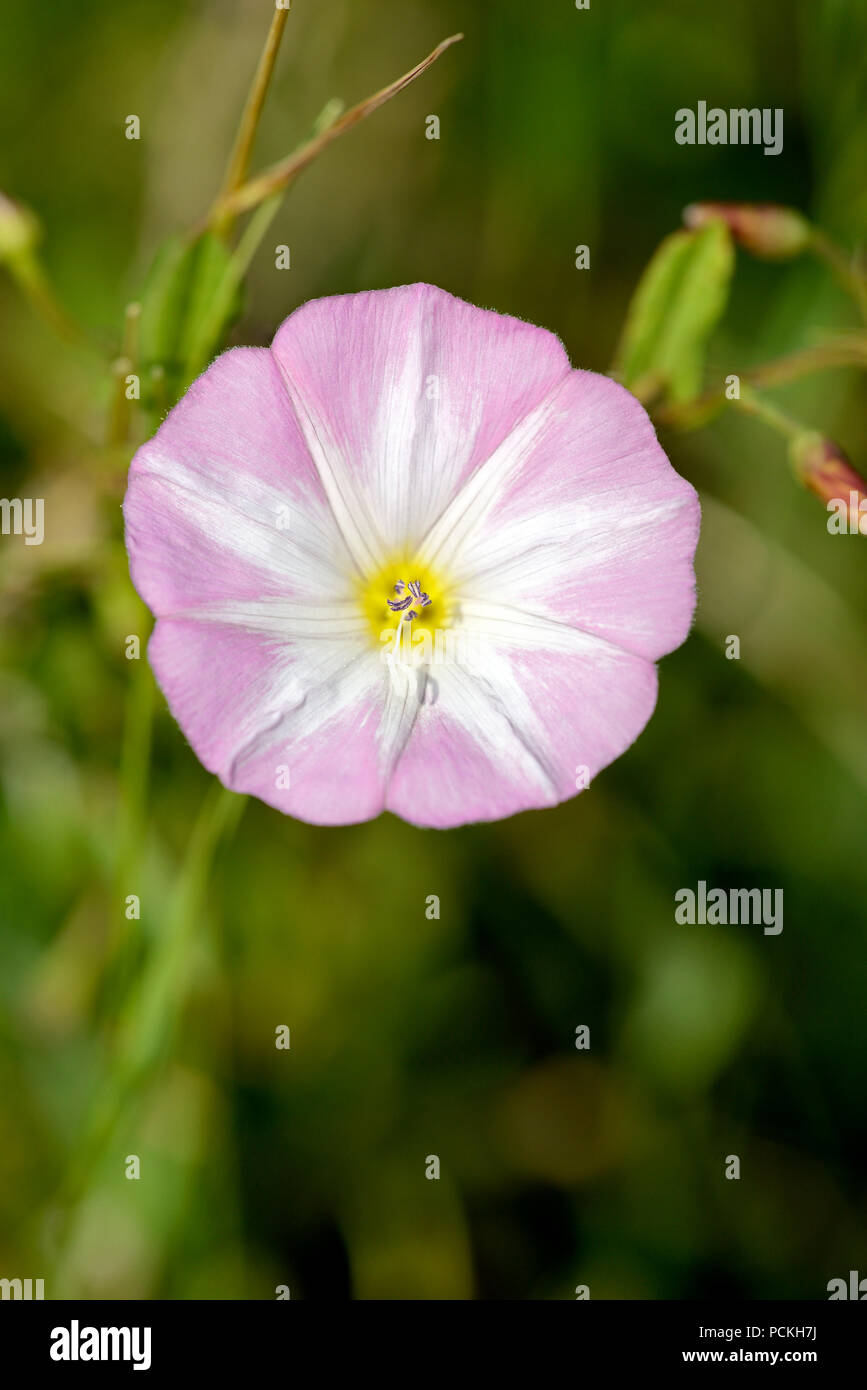 Field bindweed (Convolvulus arvensis), bloom, North RhineWestphalia