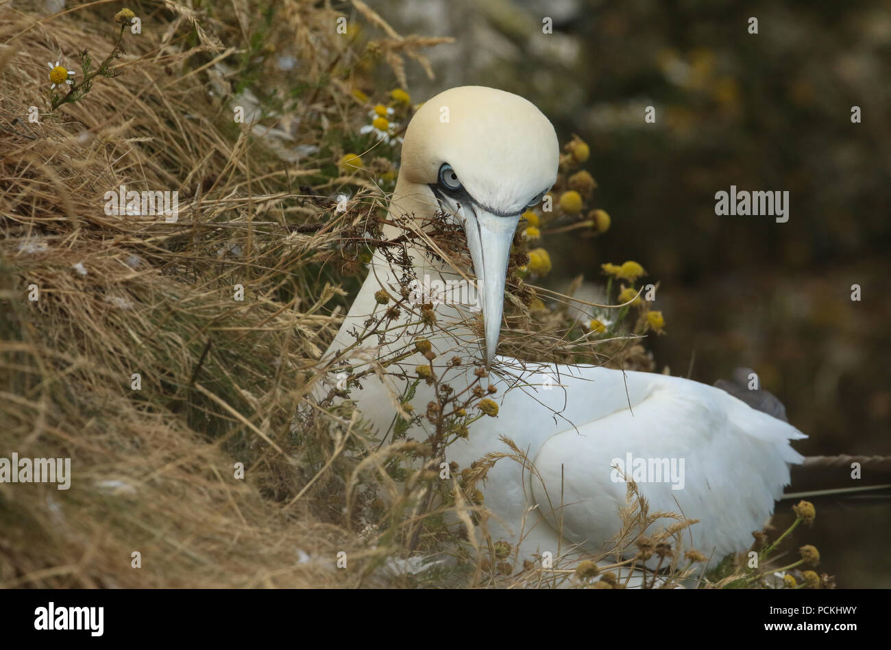 Gannet flowers hi-res stock photography and images - Alamy