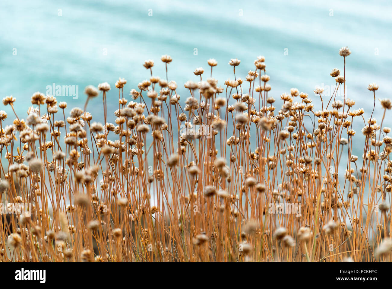 Britains wild flower Stock Photo
