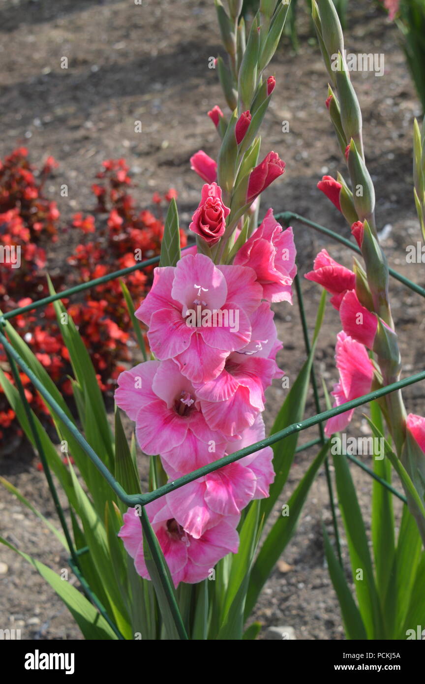 Gladiolus flowers hi-res stock photography and images - Alamy