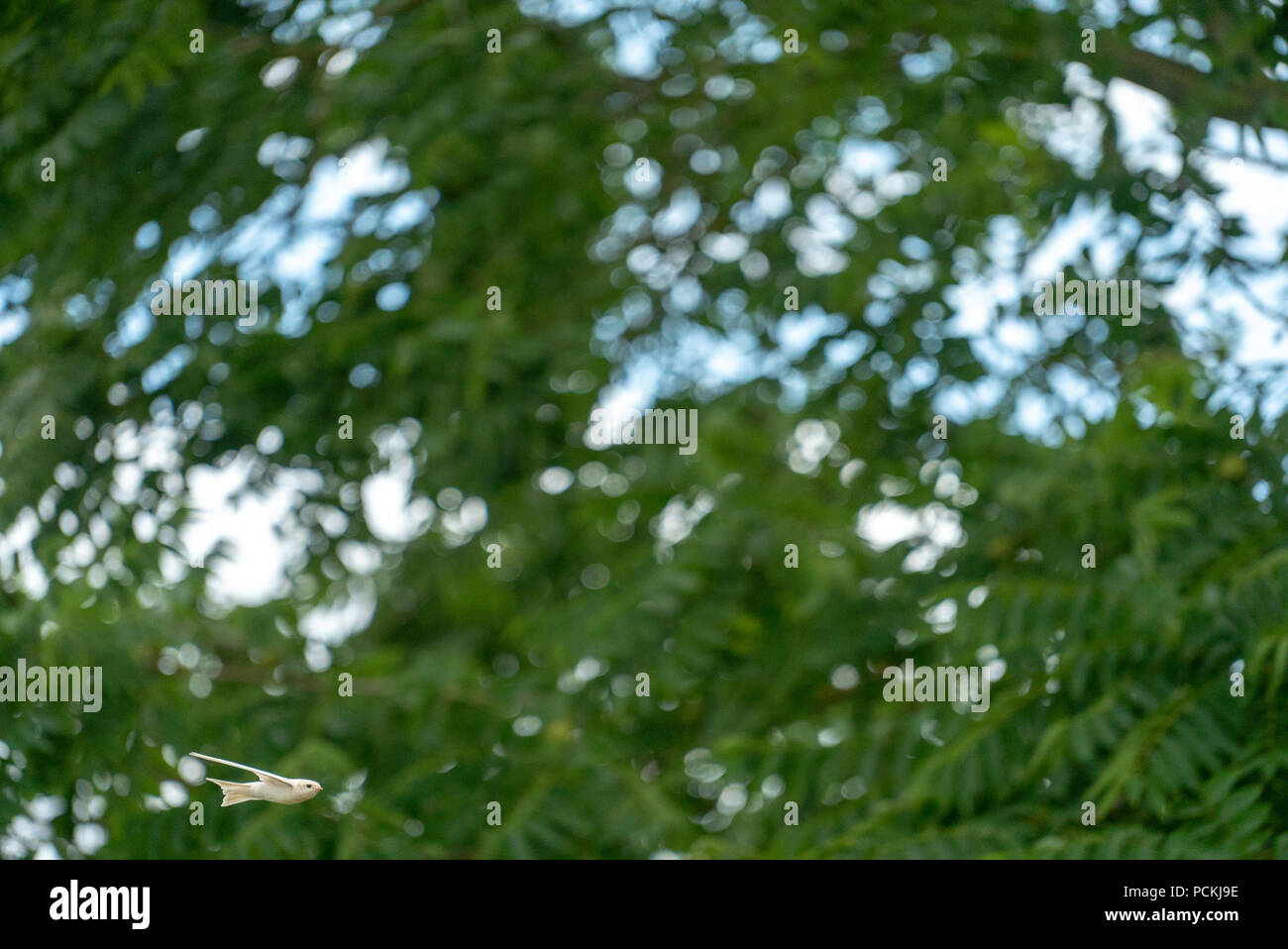 Albino birds hi-res stock photography and images - Alamy