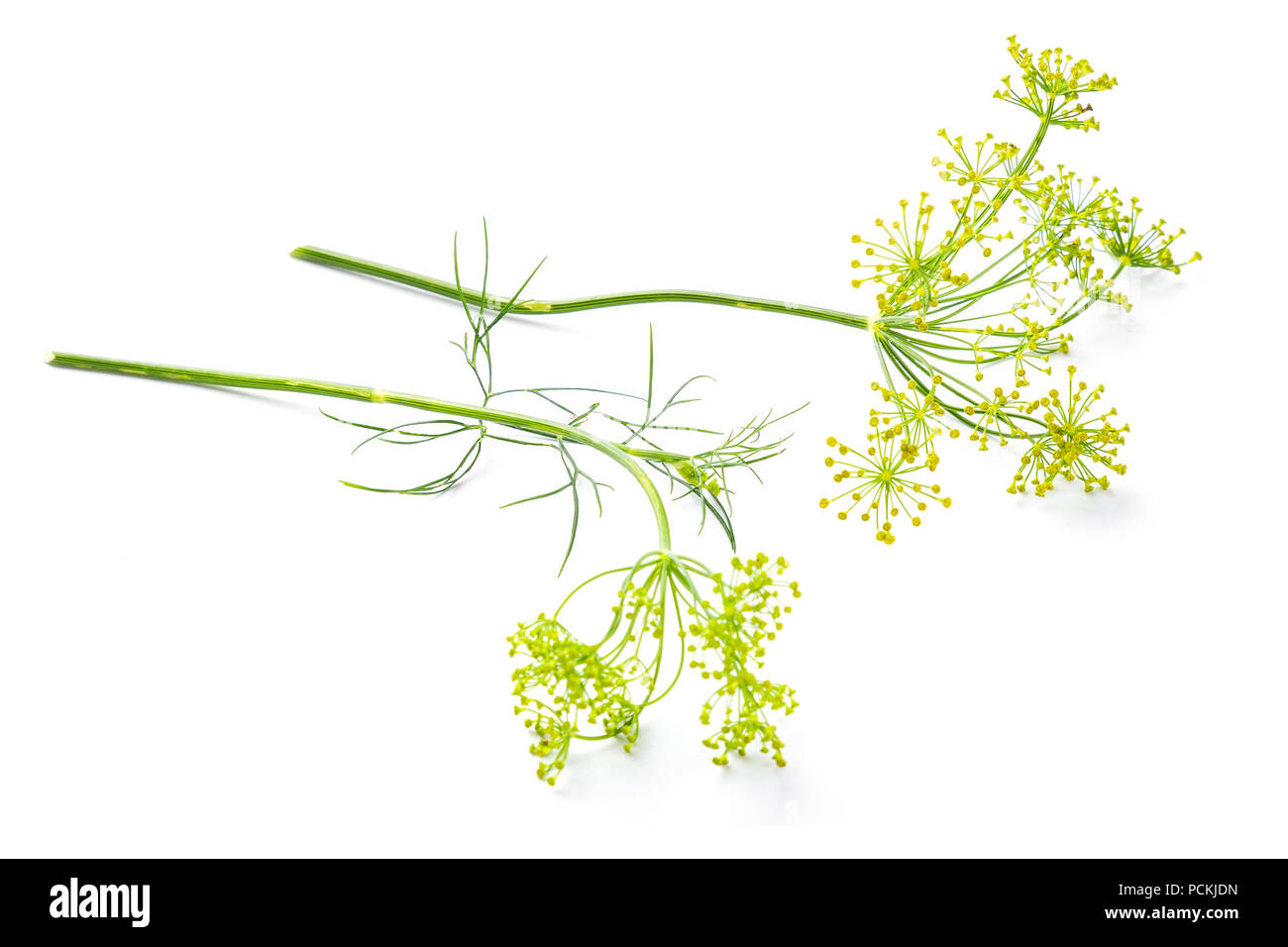 Flowers of the dill on white background Stock Photo
