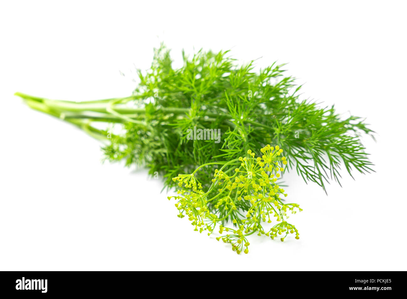 Flowers of the dill branch Stock Photo