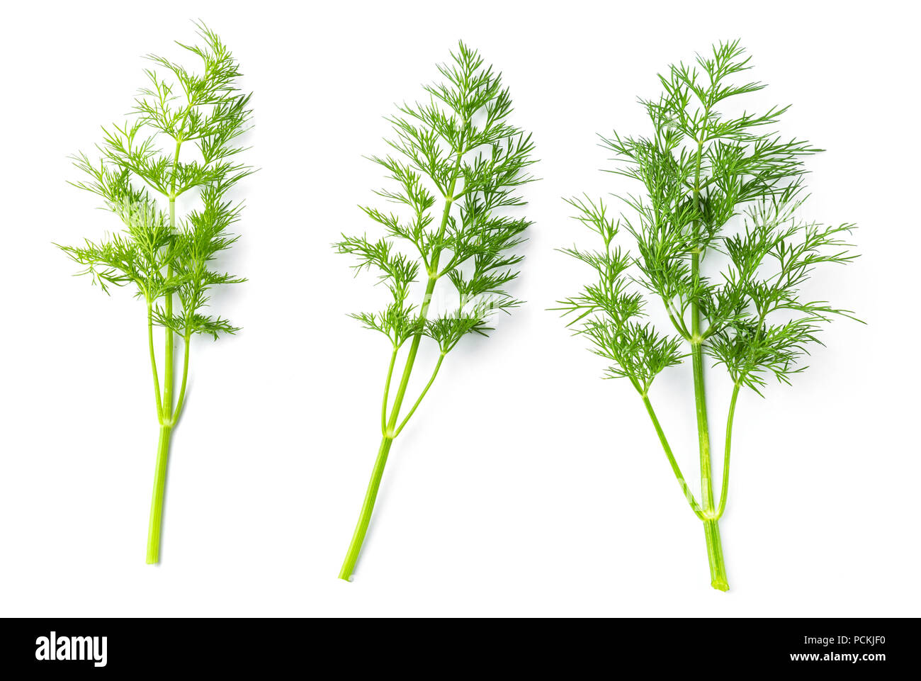 Branches of the dill Stock Photo