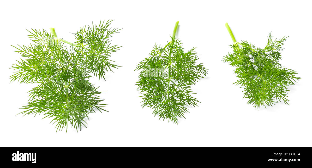 Dill branches isolated on white background Stock Photo