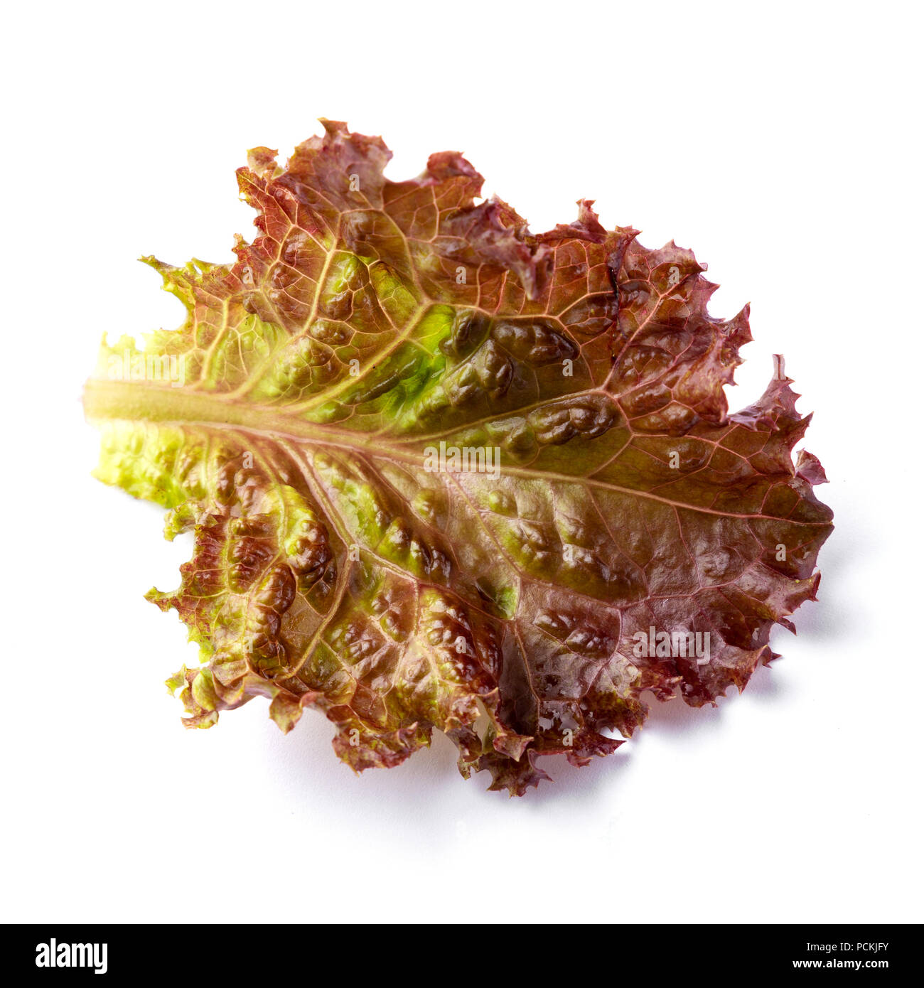 Red leaf of salad Stock Photo Alamy