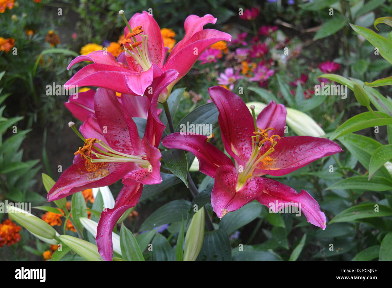Lilies in a garden Stock Photo Alamy