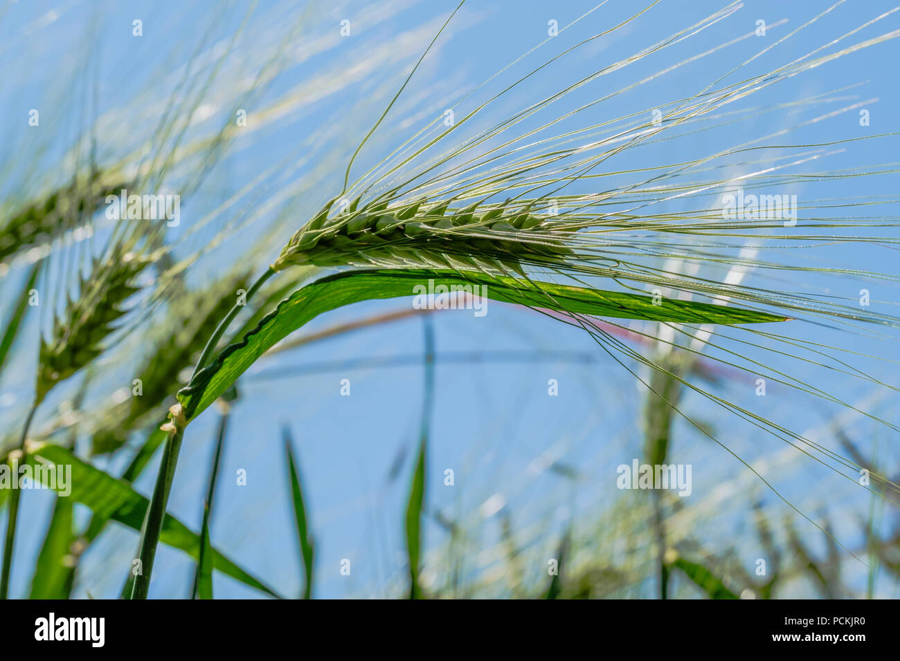 Ears of corn in the field, not yet ready for the harvest. Corn fields in canton Vaud, Switzerland. Stock Photo