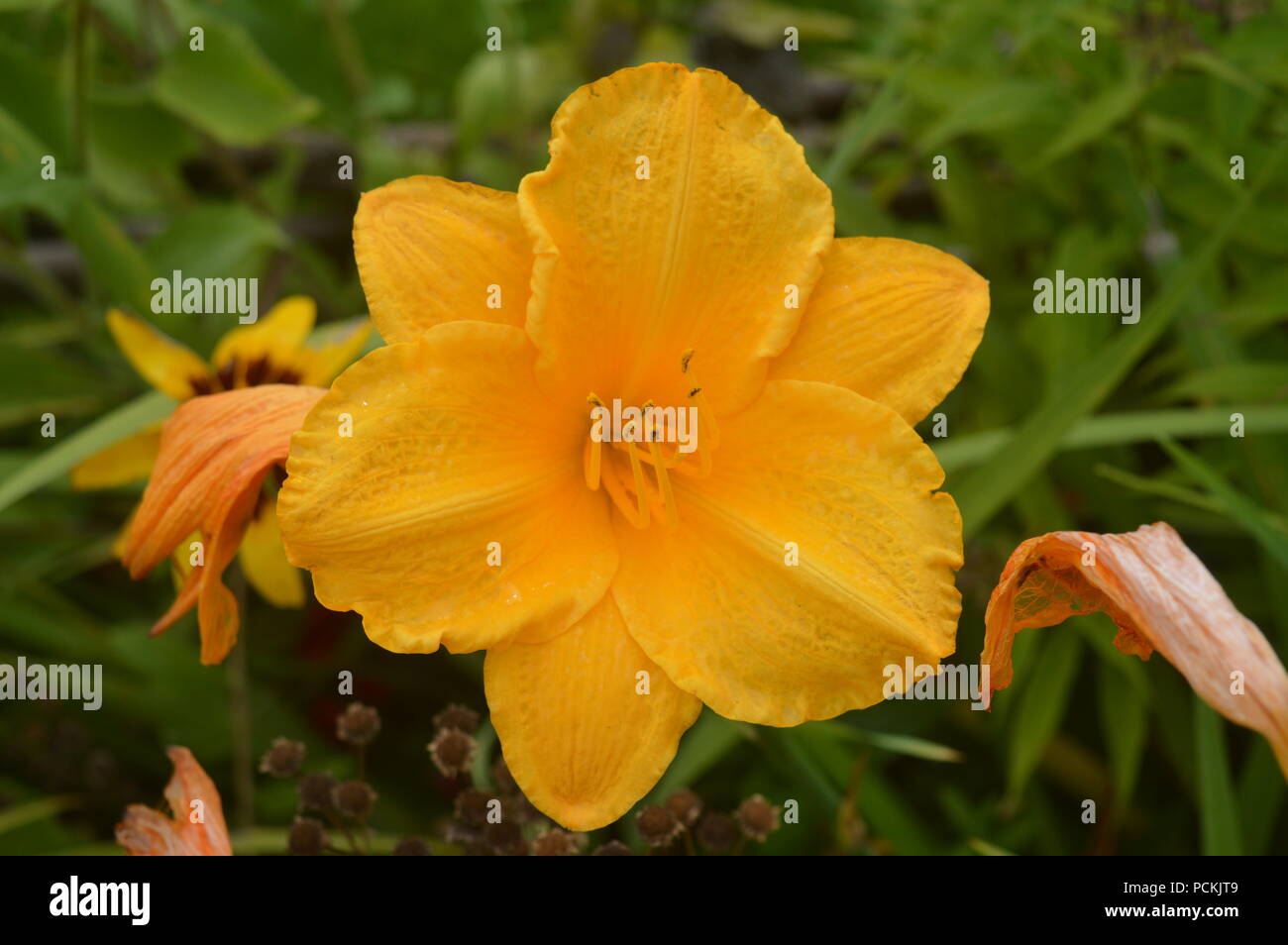 Daylily Hemerocallis in a garden Stock Photo