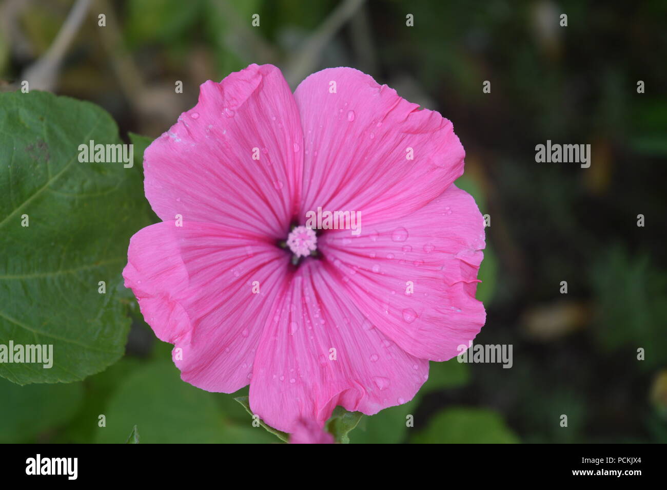 Pink Lavatera in a garden Stock Photo