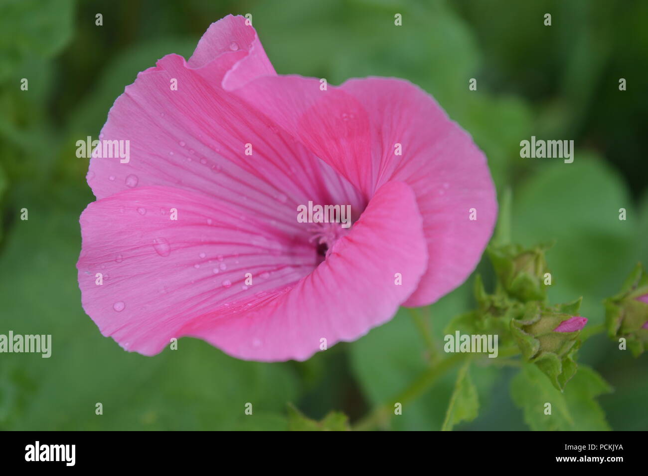 Pink Lavatera in a garden Stock Photo