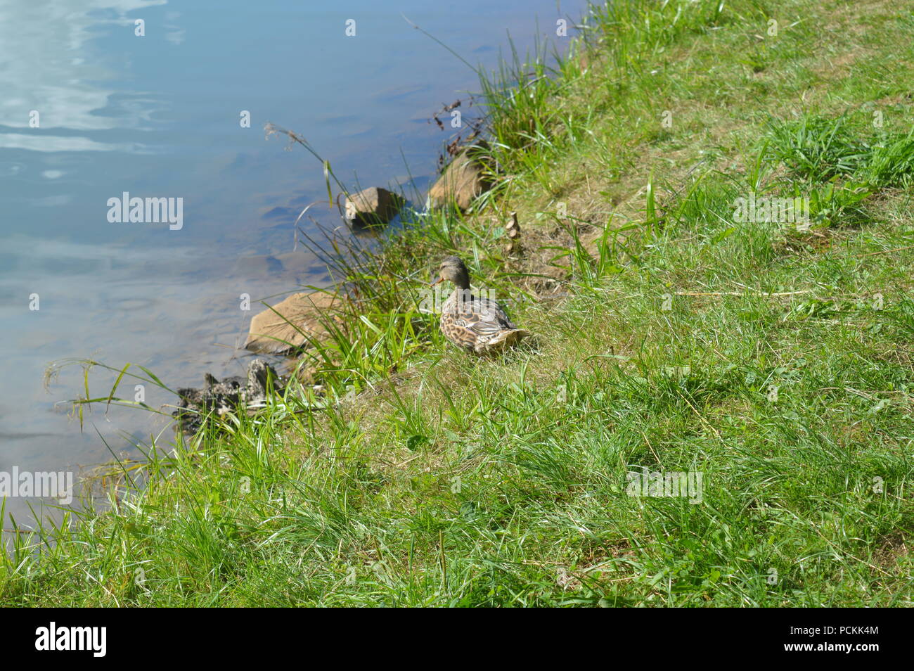 Wild ducks on the shore of a lake Stock Photo