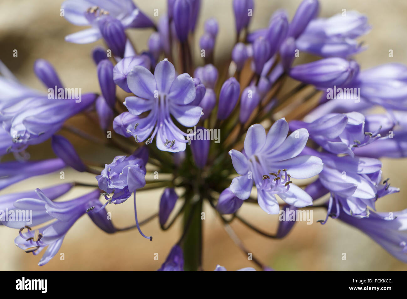 Purple Agapanthus flower in a garden during summer Stock Photo