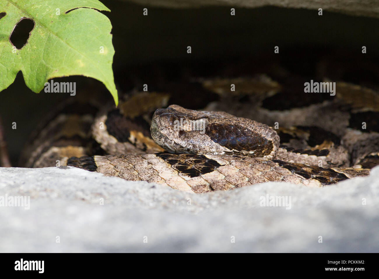 Timber rattlesnake hi-res stock photography and images - Alamy