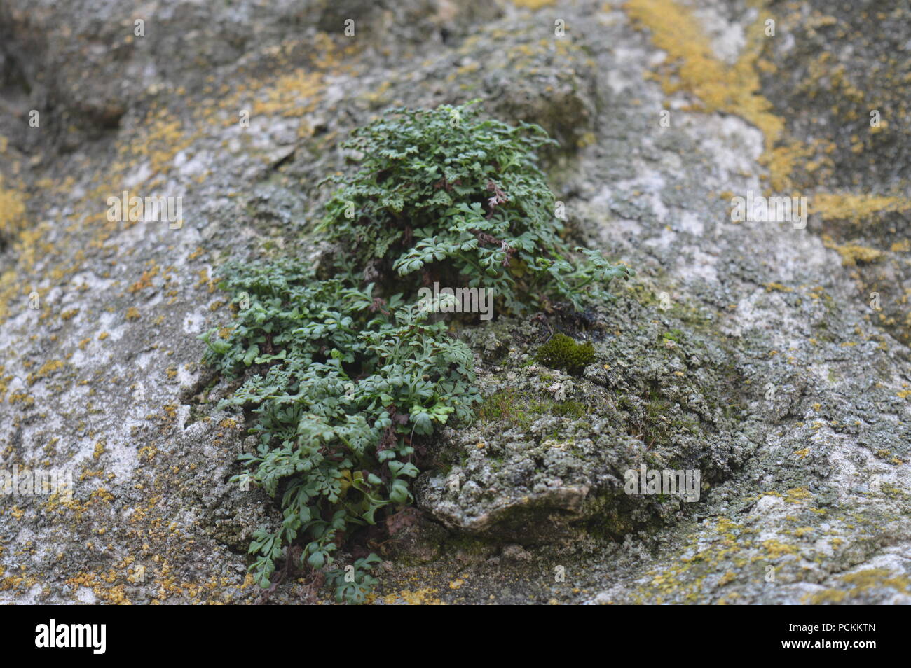 Plants grown in a church fortifications Stock Photo