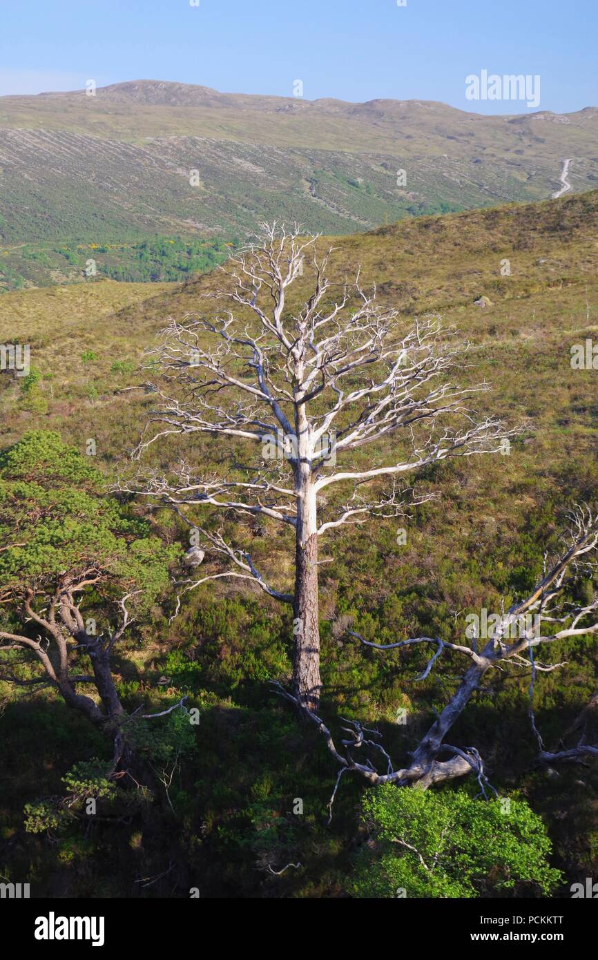 Dead Scots Pine Tree in the Wild Landscape of Beinn Eighe NNR. Kinlochewe, Scotland, UK. Summer, 2018. Stock Photo