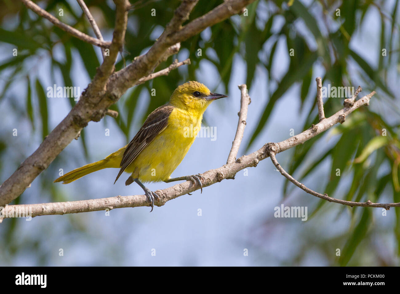 A female orchard oriole, Ictrus spurius, on a perch. Stock Photo