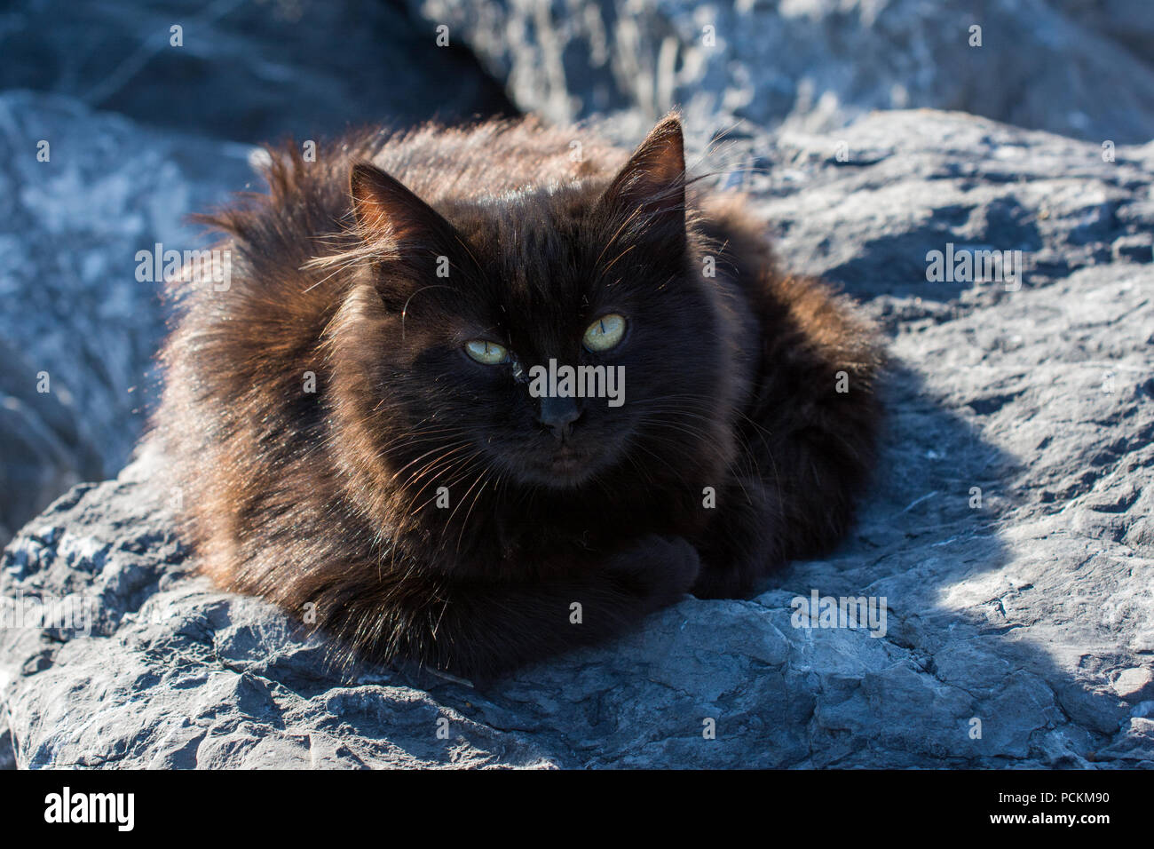 An Cat pictures of the Lovely cat as domestic animal in view Stock Photo - Alamy