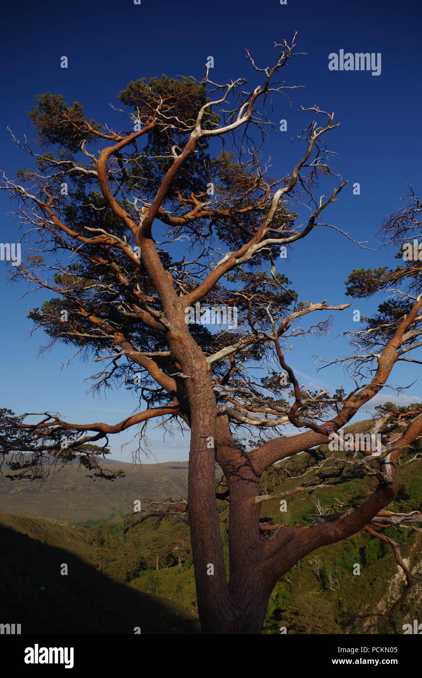 Scots Pine Tree (Pinus Sylvestris) Trunk, in a Wooded Mountain Valley