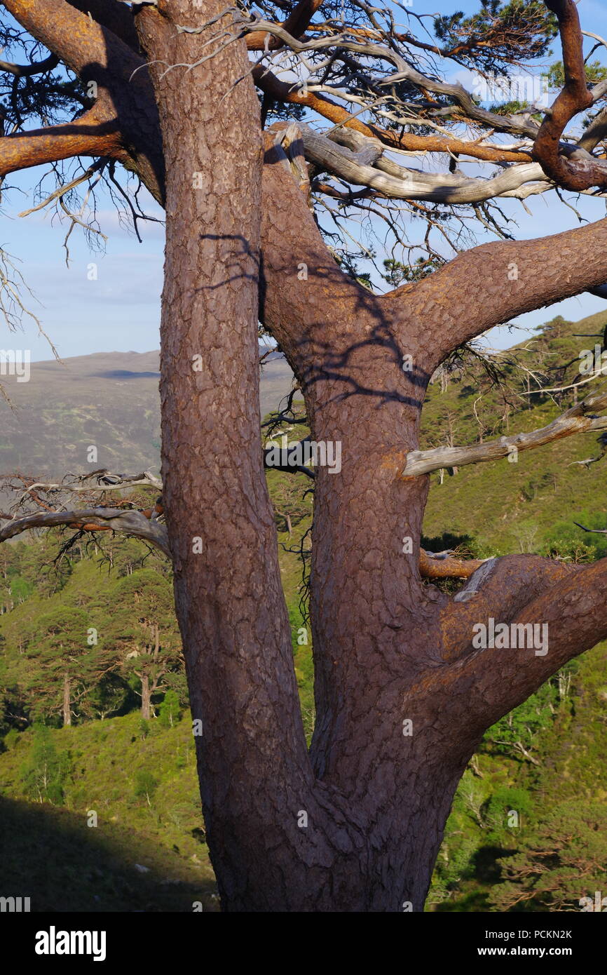 Scots Pine Tree (Pinus Sylvestris) Trunk, in a Wooded Mountain Valley ...