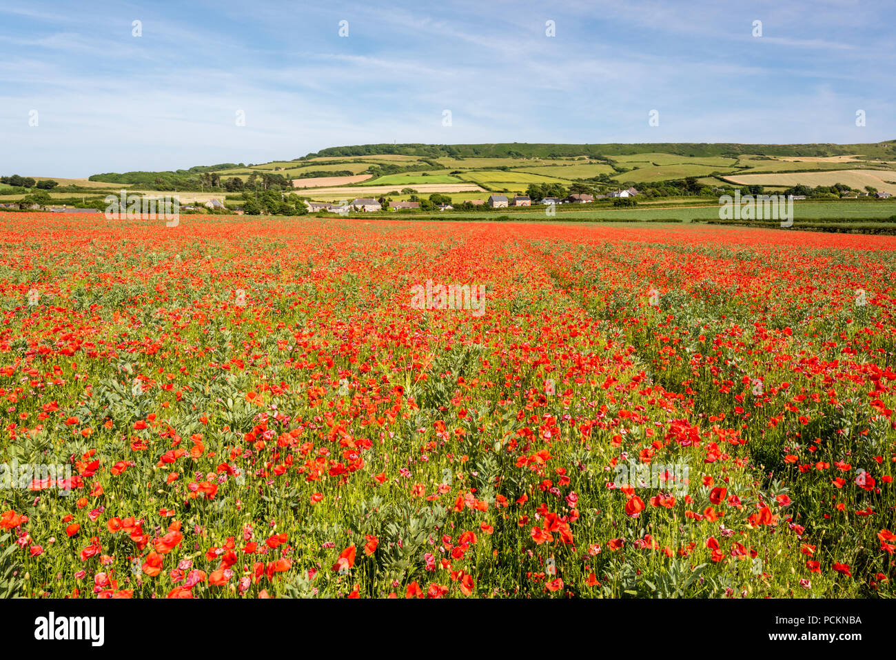 poppies in a field on the isle of wight. sea of red in the countryside and a field full of poppy flowers in the summer. Stock Photo