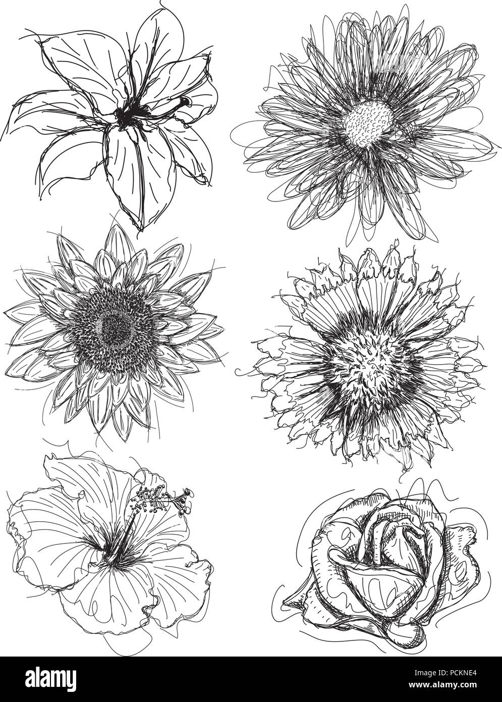 Wildflower vector vectors hires stock photography and images Alamy