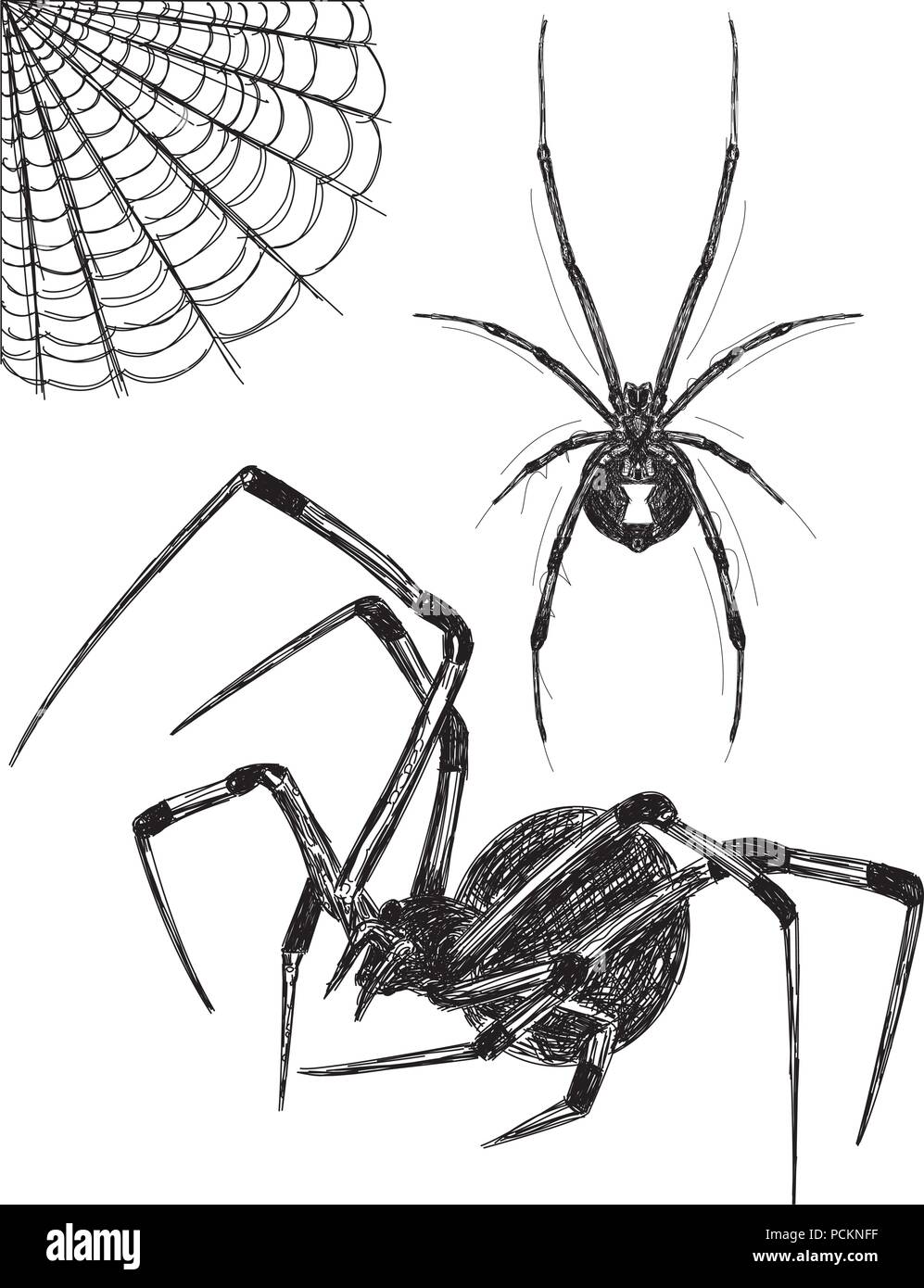 Black Widow spider sketches Stock Vector