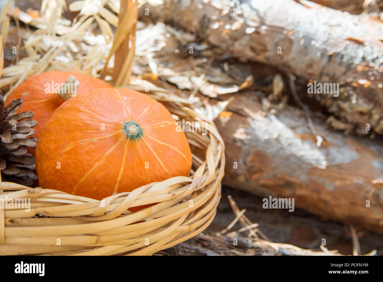 Small orange heirloom Red Kuri pumpkins in wicker basket dry autumn plants on on wood logs in garden. Cozy early fall atmosphere. Sunlight leaks. Kinf Stock Photo