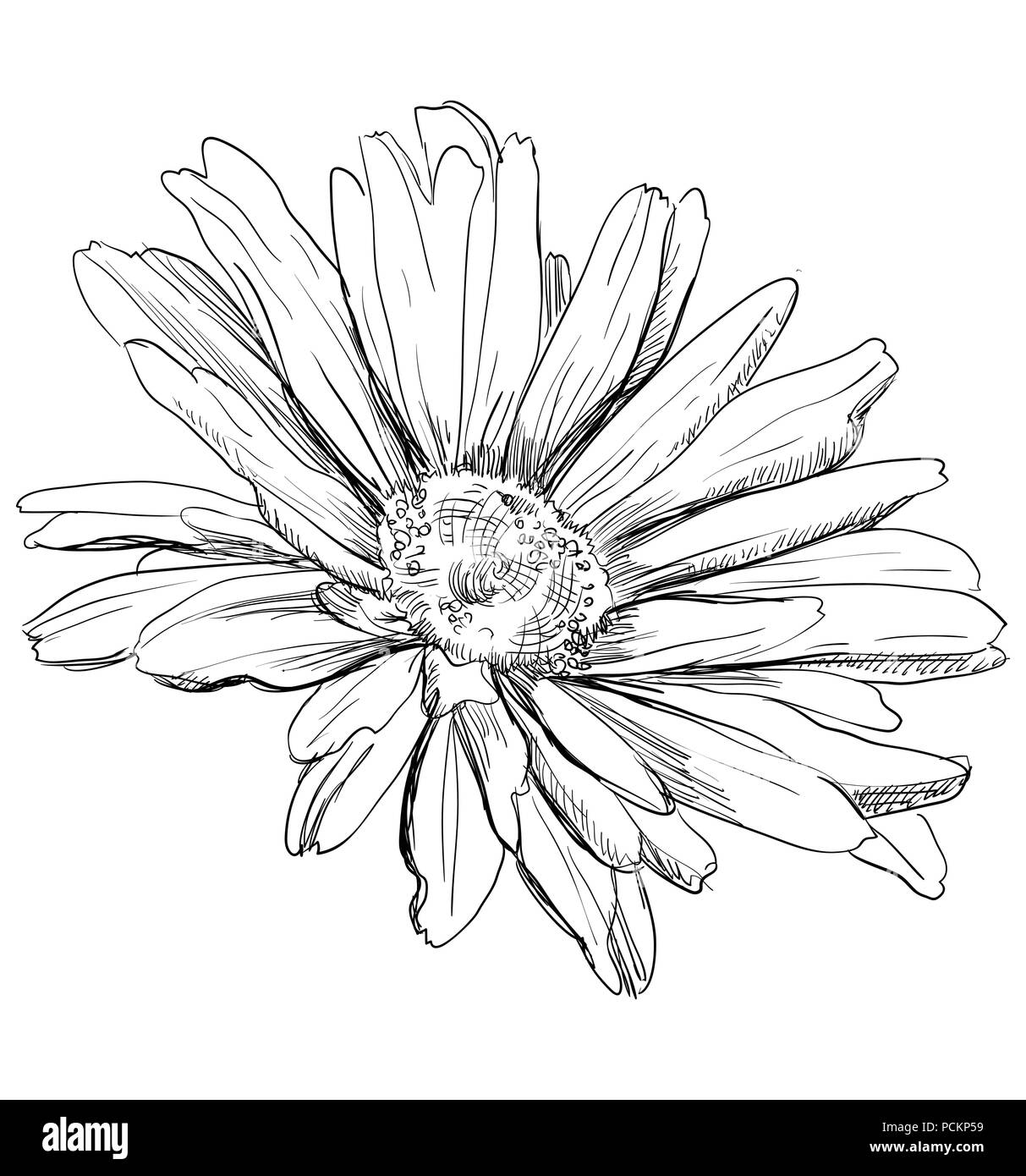 Hand drawn chamomilla flower. Vector monochrome illustration isolated
