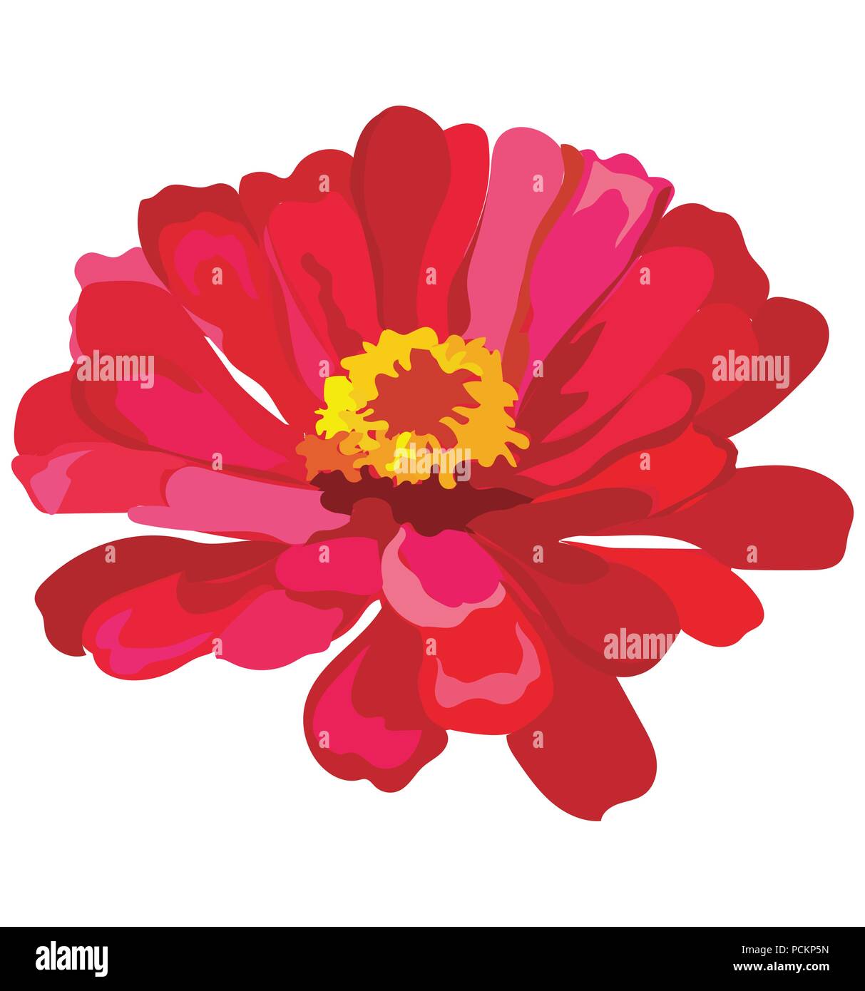 Zinnia flower. Vector colorful illustration isolated on white