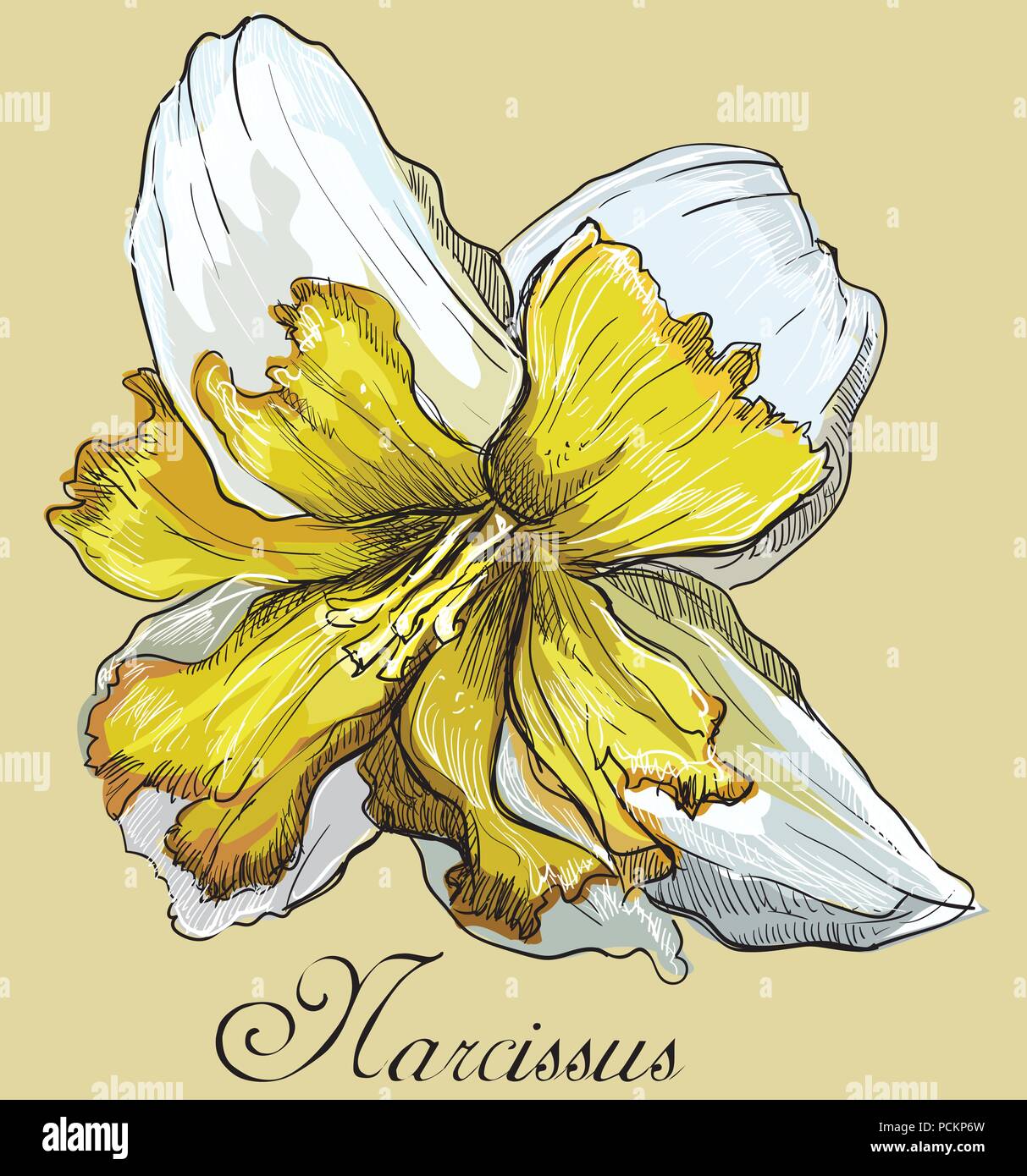 Hand drawn Narcissus flower. Vector colorful illustration isolated on yellow background Stock