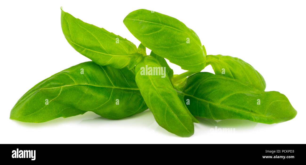 Fresh green basil herb leaves isolated on white background Stock Photo ...