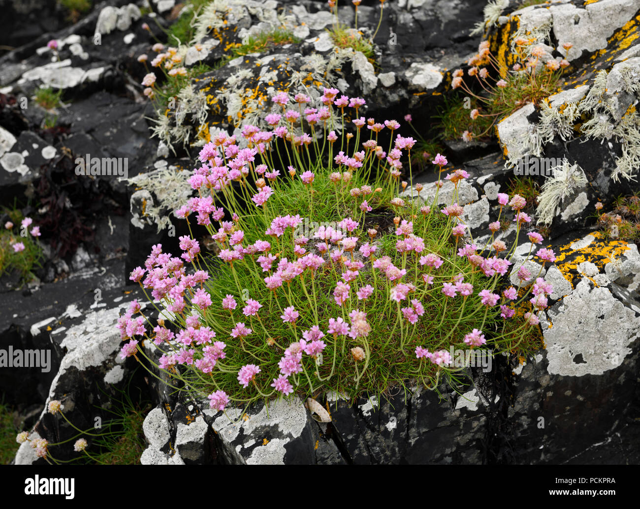 Colorful Sea Thrift flowers and lichen growing on Isle of Iona rocks at shore of Sound of Iona Inner Hebrides Scotland UK Stock Photo