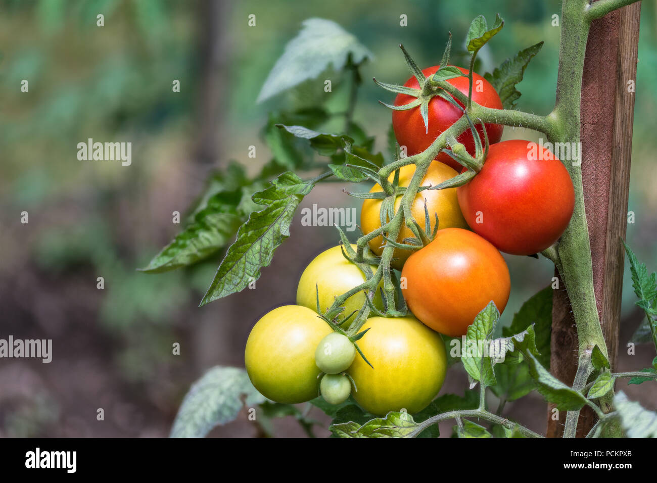 Bunch of red tomatoes at different phases of ripening. Solanum lycopersicum. Ripe and unripe growing tomato berries close-up. Green bio plant, garden. Stock Photo