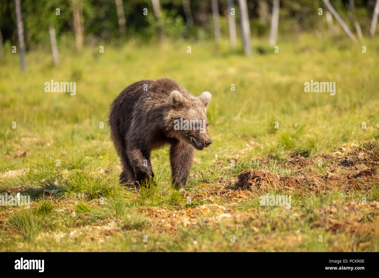 Brown bear cub in Finland Stock Photo - Alamy