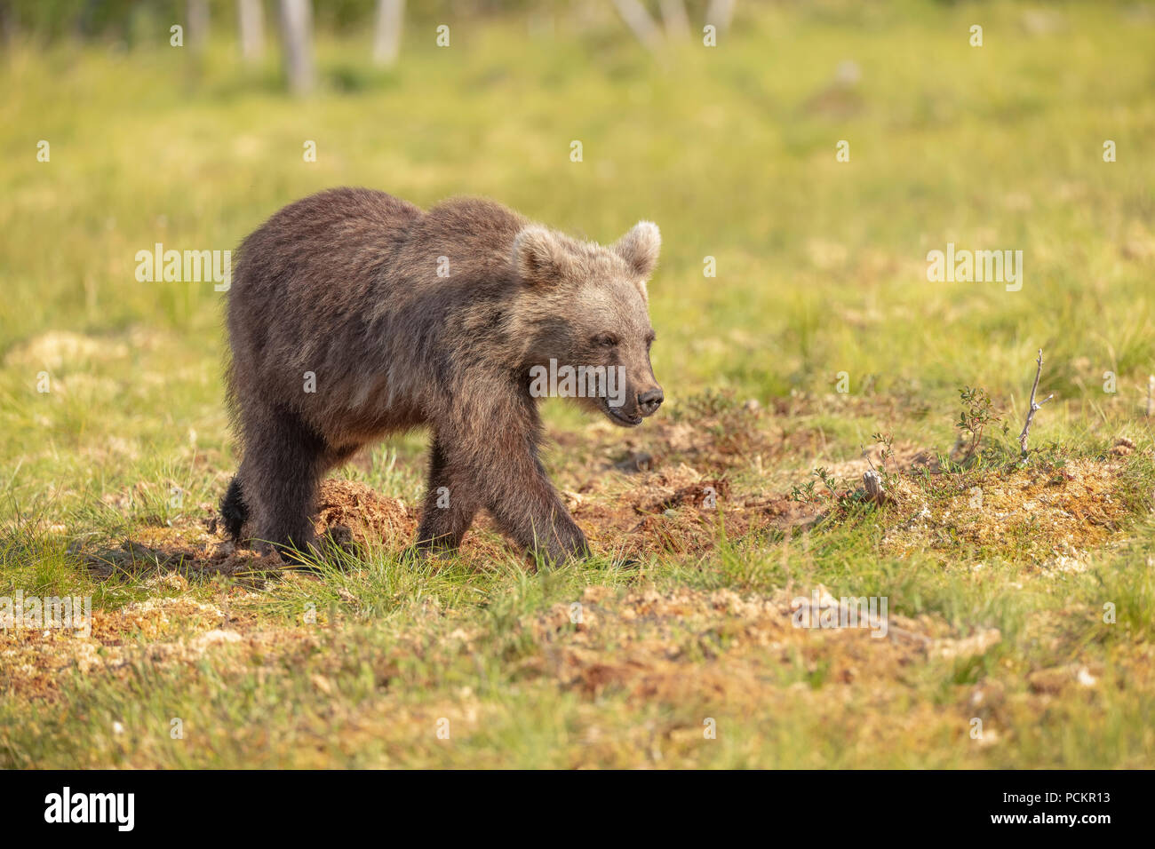 Brown bear cub walking Stock Photo