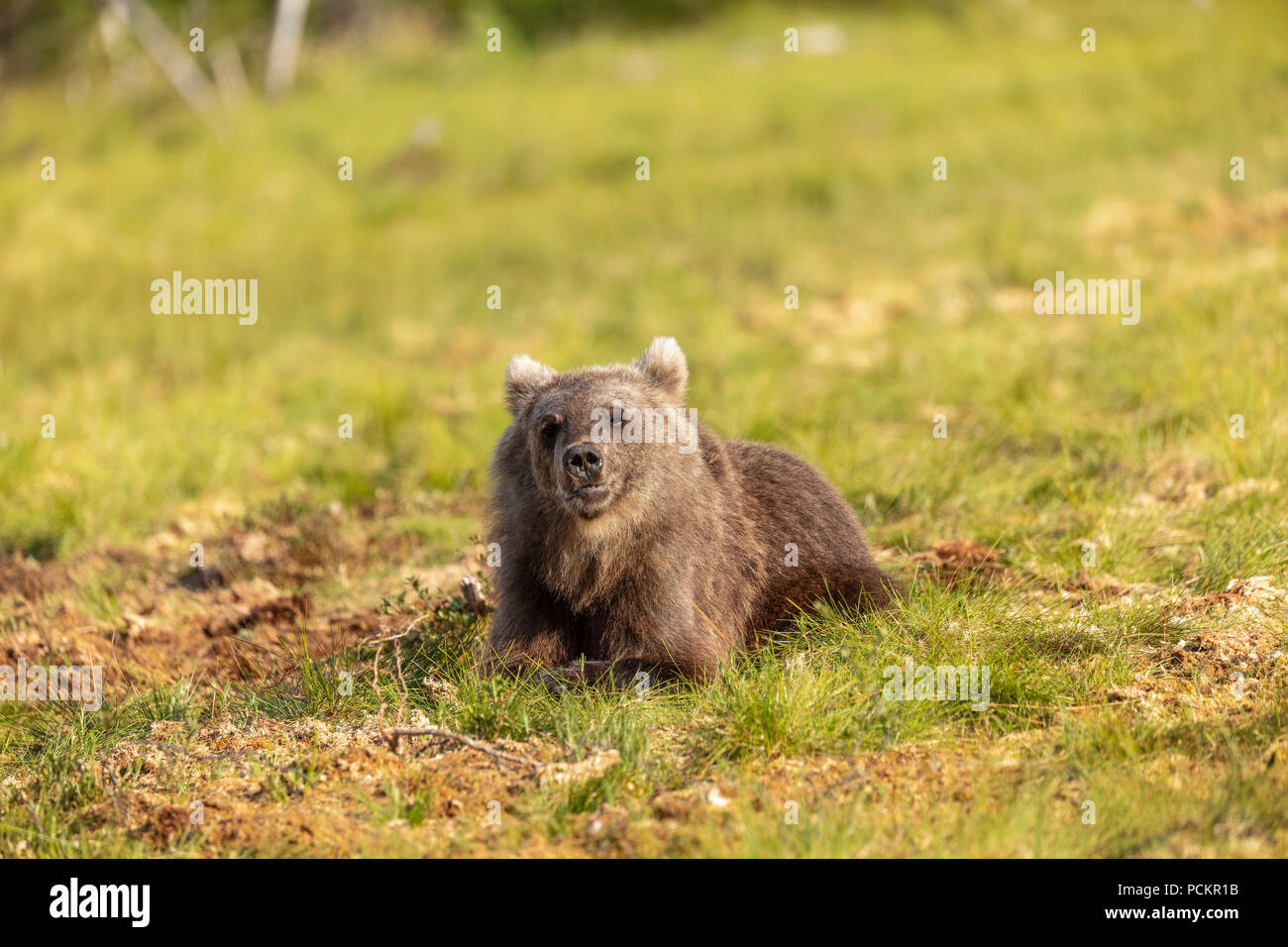 Brown bear cub in Finland Stock Photo - Alamy